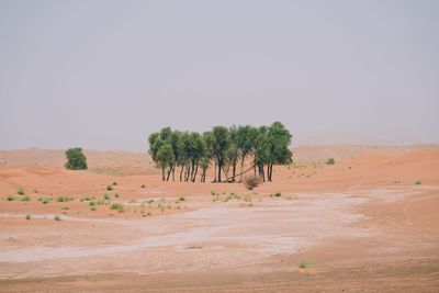 Trees on desert against sky