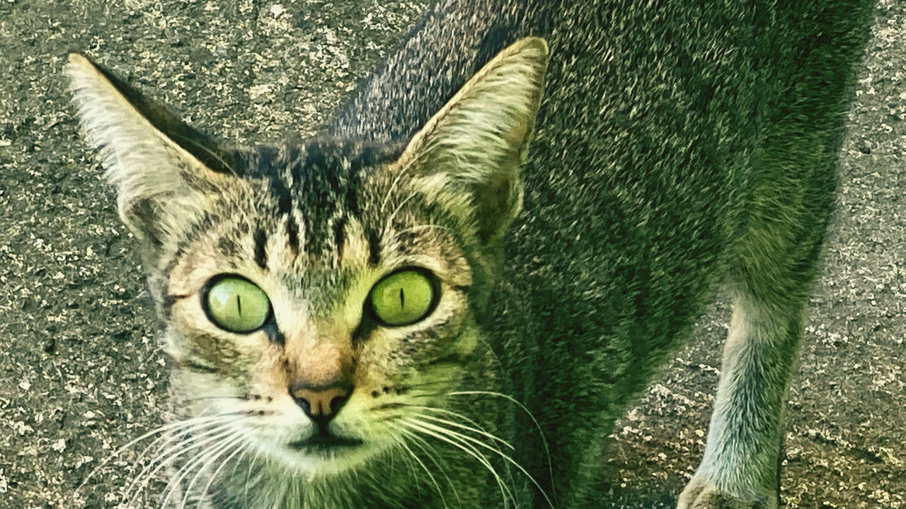 CLOSE-UP PORTRAIT OF A CAT WITH GREEN EYES