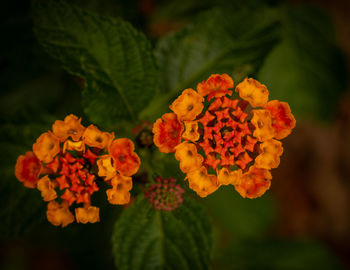 Close-up of red flowering plant