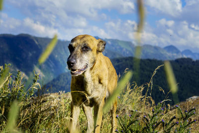 View of a dog looking away