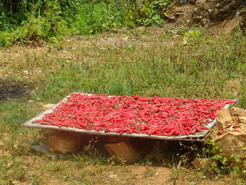 Fresh vegetables in field