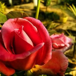 Close-up of red rose