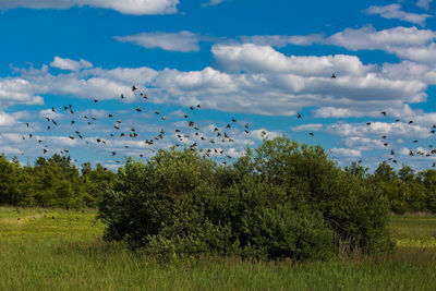 Flock of birds flying in the sky