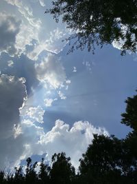 Low angle view of tree against sky