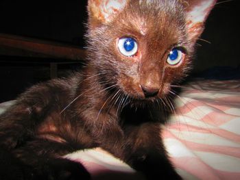 Close-up portrait of cat