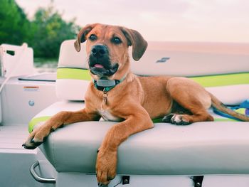 Dog lounging on a boat