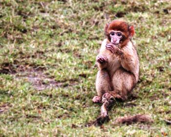 Young monkey sitting on field