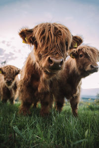 close up of scottish highland cows in field. wide angle photo of cattle