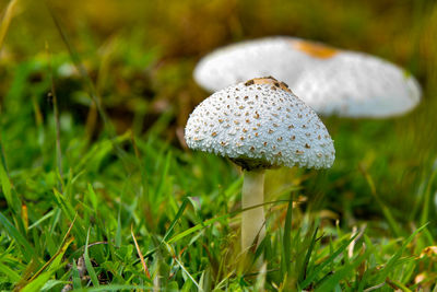 Close-up of mushroom growing on field