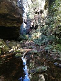 Scenic view of waterfall in forest