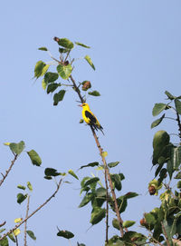 Low angle view of flowering plant against clear blue sky