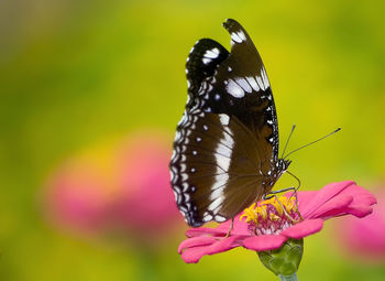 Close-up of butterfly pollinating on flower