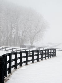 Bare trees on snow covered land