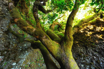 Low angle view of tree in forest