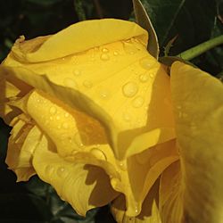 Macro shot of water drops on rose