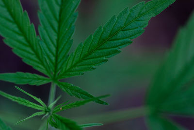 Close-up of fresh green leaves