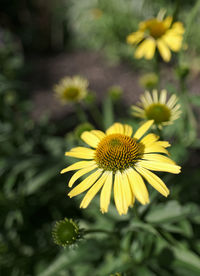 Close-up of yellow flowering plant