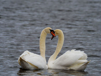 Two white swans in love swim close together