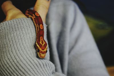 Hand holding small snake