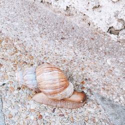 High angle view of snail on footpath