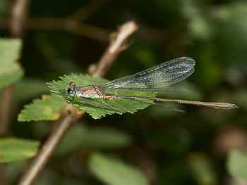 Dragonfly on a leaf