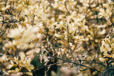 Close-up of bee flying next to yellow flowering plant