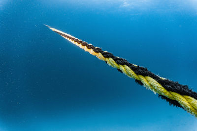 View of turtle swimming in sea