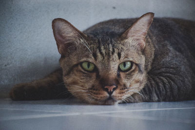 Close-up portrait of a cat