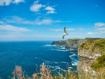 Seagull caught mid flight above cliffs of moher, while hunting. 