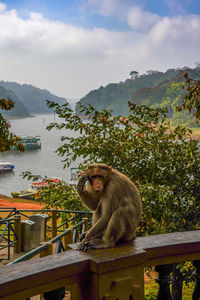 Monkey sitting on a lake