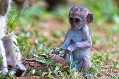 Monkey sitting on a land