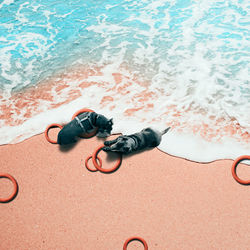 High angle view of dogs with rings on shore at beach