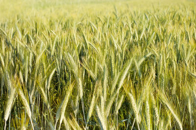 Full frame shot of wheat field