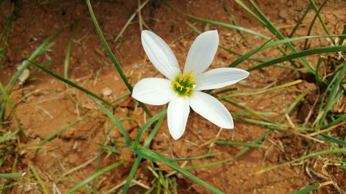 Close-up of white flower