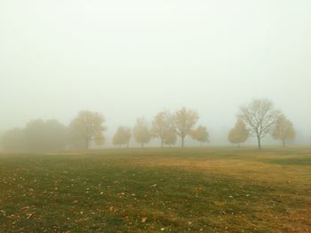 Trees on field in foggy weather