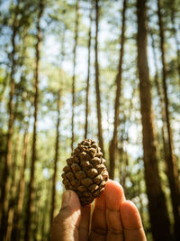 Close-up of hand holding pine cone