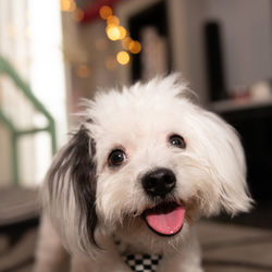 Close-up portrait of dog