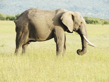 Side view of elephant on field