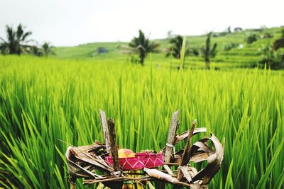 Close-up of wheat growing on field against sky