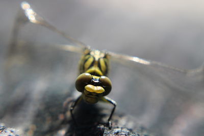 Close-up of insect