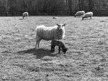 Sheep grazing in a field