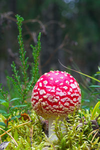 Close-up of fly agaric mushroom on field