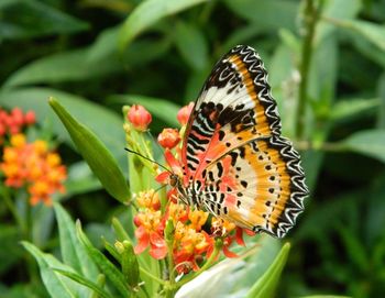 Close-up of butterfly pollinating on orange