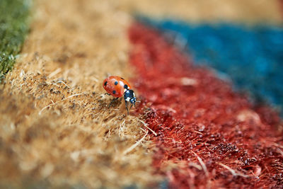 High angle view of ladybug on leaf