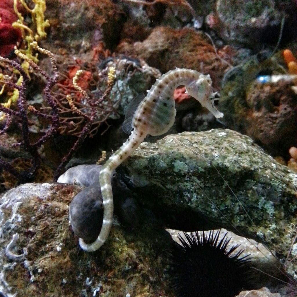 Aquarium Barcelona