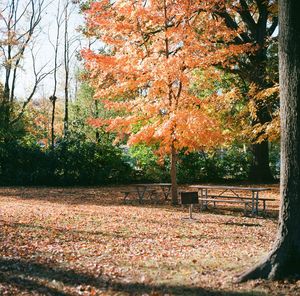 Autumn leaves on tree