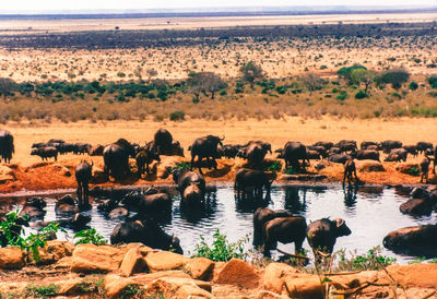 High angle view of buffalos in lake