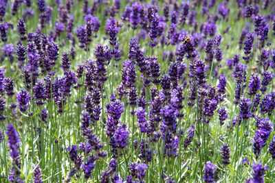 Full frame shot of lavenders growing on field