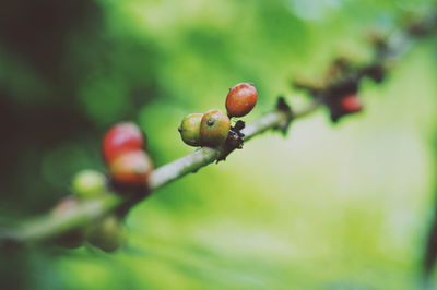 Close-up of berry on tree