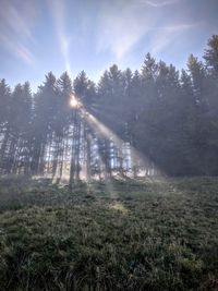 Trees in forest against sky